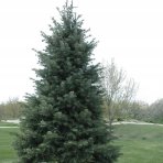 Jedľa jednofarebná (Abies concolor) - výška 80-90 cm, kont. C12L
